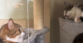 louane pet sitter à MACHECOUL ST MEME 44270_1