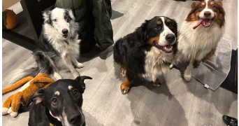 déborah  pet sitter à BETHENIVILLE 51490_0