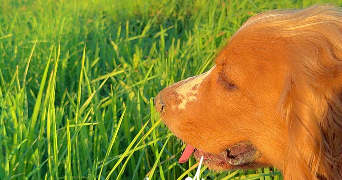 deborah pet sitter à REVENTIN VAUGRIS 38121_2