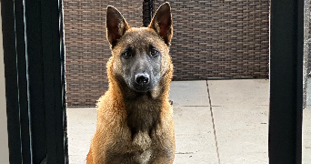 leyane pet sitter à ST PRIEST 69800_0