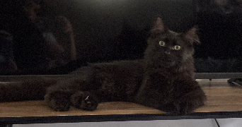 mélissa pet sitter à Cahors 46000_2