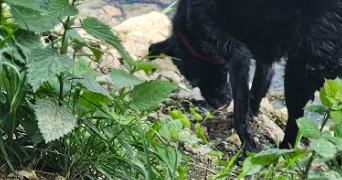 lyson pet sitter à BESANCON 25000_0