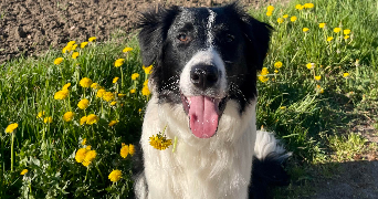 marine pet sitter à Riom 63200_3