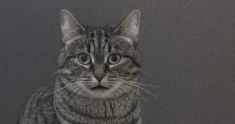 marina pet sitter à SCHILTIGHEIM 67300_3