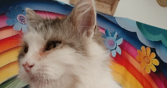 lisa pet sitter à Nevers 58000_5