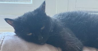 deborah pet sitter à DUNKERQUE 59140_2