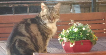 laëtitia pet sitter à MARCENOD 42140_2