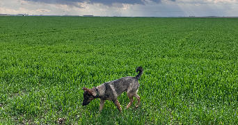 julie pet sitter à WEYERSHEIM 67720_1