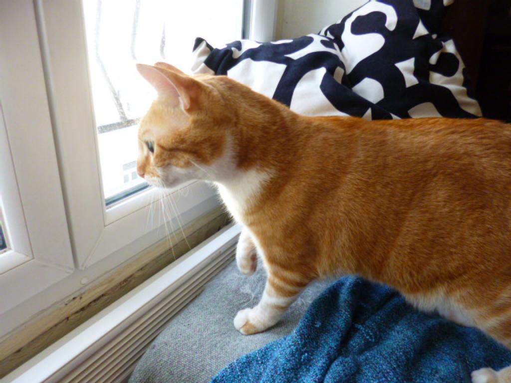 Céline cat sitter à Paris 75018_1