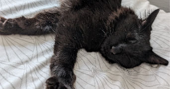 sidonie pet sitter à CARVIN 62220_1