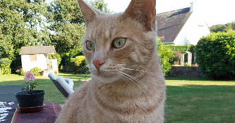 mathilde et florian  pet sitter à RENNES 35000_5