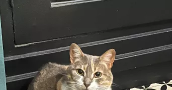 geraldine cat sitter à PARIS 19 75019