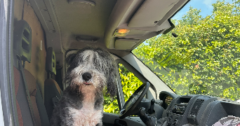 vera pet sitter à BOIS D ARCY 78390_6