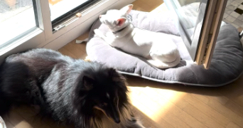 béthanie pet sitter à RUEIL MALMAISON 92500_6
