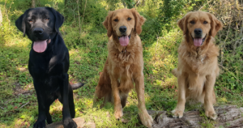 stéphanie pet sitter à GOUFFERN EN AUGE 61310_1