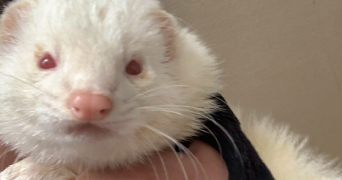 jade pet sitter à GRAND CHARMONT 25200_4