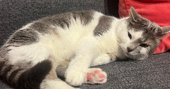 fiona pet sitter à VILLEPINTE 93420_6