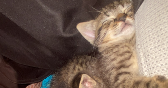 alexiane pet sitter à BAGNOLS SUR CEZE 30200_1