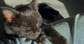 margot pet sitter à LE MANS 72000_2