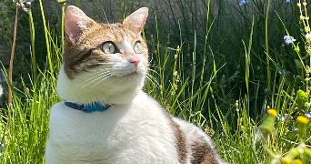 naomie pet sitter à LILLE 59260_1