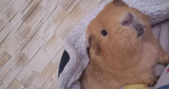 tatiana pet sitter à CHALONS EN CHAMPAGNE 51000_0