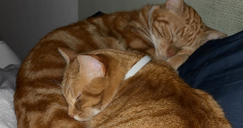 flora pet sitter à SCIONZIER 74950_5