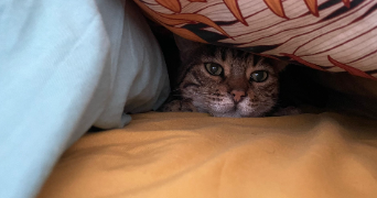 sandra pet sitter à LIMOUX 11300_5