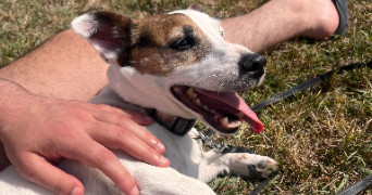 joud pet sitter à BREST 29200_2