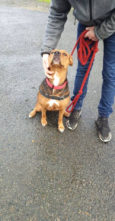 amélie pet sitter à Fleury-les-Aubrais 45400_0