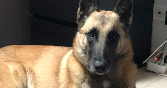 david pet sitter à Crouy-sur-Ourcq 77840_0