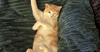 sara pet sitter à ST MALO 35400_3