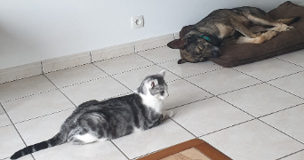 mélanie pet sitter à EVELLYS 56500_2