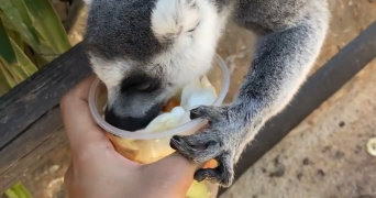 chabnam pet sitter à DIJON 21000_2