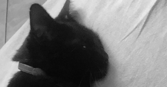 louise pet sitter à CORMEILLES EN PARISIS 95240_0