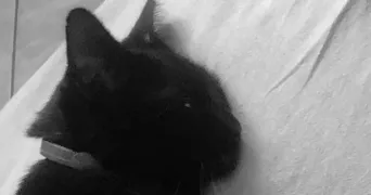 louise pet sitter à CORMEILLES EN PARISIS 95240