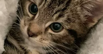 koutabi cat sitter à PORCHEVILLE 78440