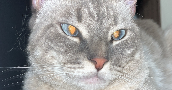 manar maya pet sitter à RENNES 35000_4