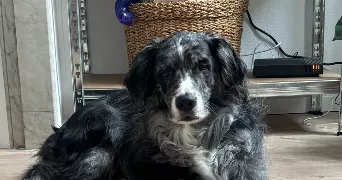 loukia pet sitter à MARSEILLE 06 13006