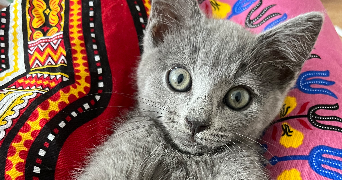 juliette pet sitter à ENGHIEN LES BAINS 95880_0