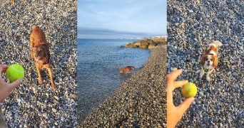 sania pet sitter à NICE 06200_7