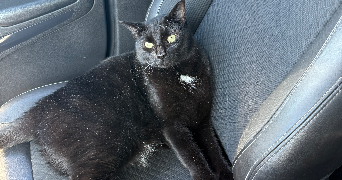 lucie pet sitter à LA BIOLLE 73410_1