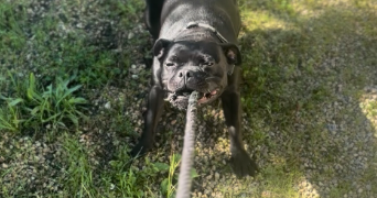 emeraude pet sitter à LA ROCHELLE 17000_14