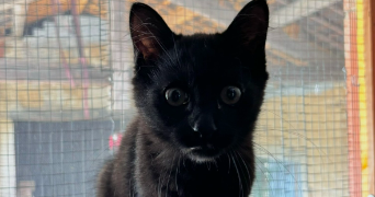 angélique pet sitter à Grammond 42140_5