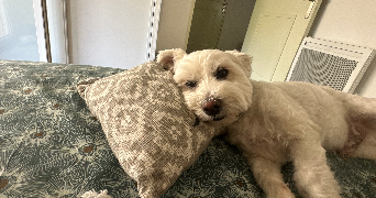 clara pet sitter à Avignon 84000_3