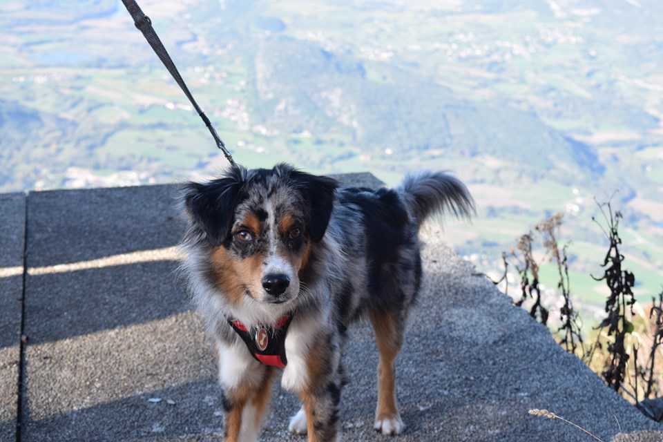 marie pet sitter à Aix les bains 73100_5