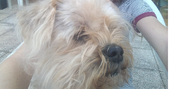 flora pet sitter à ST MARTIN D HERES 38400_5