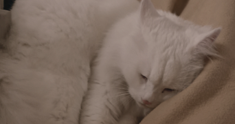 déborah pet sitter à LYON 03 69003_2