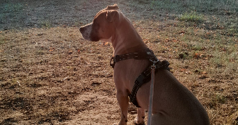 doriane pet sitter à Gonesse 95500_6