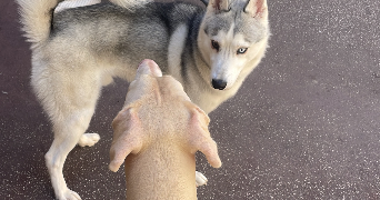 keoni pet sitter à ANTIBES 06160_1