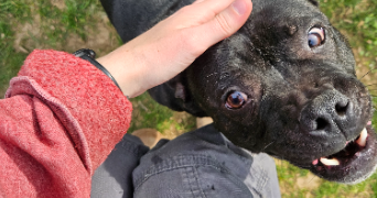 alicia pet sitter à PRINQUIAU 44260_7